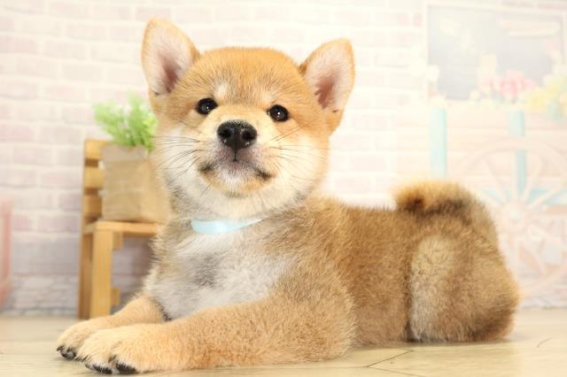 愛知県の柴犬(標準サイズ) (Coo&RIKU岡崎店/2026年8月7日生まれ/男の子/赤)の子犬の3枚目の画像