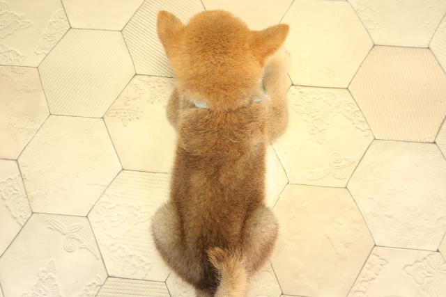 愛知県の柴犬(標準サイズ) (Coo&RIKU岡崎店/2026年8月7日生まれ/男の子/赤)の子犬の4枚目の画像