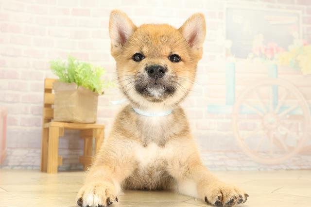 三重県の柴犬(標準サイズ) (Coo&RIKU津高茶屋店/2026年8月7日生まれ/男の子/赤)の子犬の1枚目の画像
