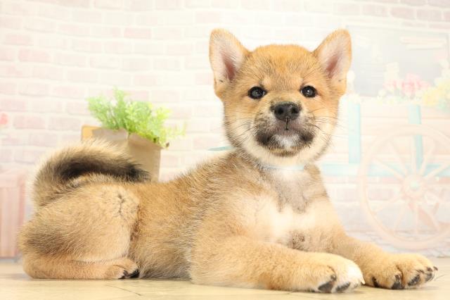 三重県の柴犬(標準サイズ) (Coo&RIKU津高茶屋店/2026年8月7日生まれ/男の子/赤)の子犬の2枚目の画像