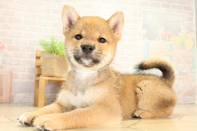 三重県の柴犬(標準サイズ) (Coo&RIKU津高茶屋店/2026年8月7日生まれ/男の子/赤)の子犬の3枚目の画像