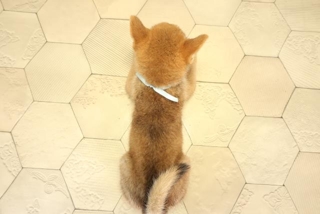 三重県の柴犬(標準サイズ) (Coo&RIKU津高茶屋店/2026年8月7日生まれ/男の子/赤)の子犬の4枚目の画像