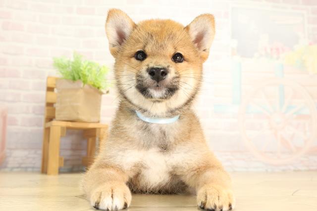 愛知県の柴犬(標準サイズ) (Coo&RIKU名古屋滝ノ水店/2026年8月7日生まれ/男の子/赤)の子犬の1枚目の画像