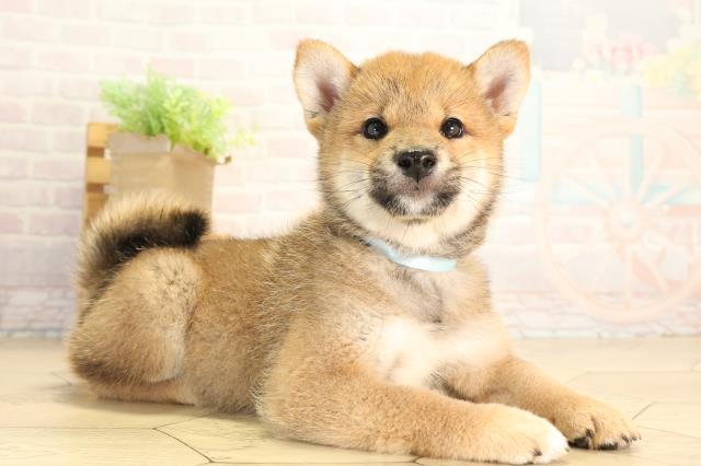愛知県の柴犬(標準サイズ) (Coo&RIKU名古屋滝ノ水店/2026年8月7日生まれ/男の子/赤)の子犬の2枚目の画像