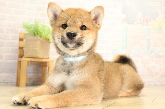 愛知県の柴犬(標準サイズ) (Coo&RIKU名古屋滝ノ水店/2026年8月7日生まれ/男の子/赤)の子犬の3枚目の画像
