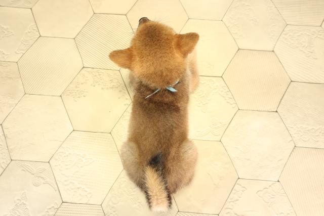愛知県の柴犬(標準サイズ) (Coo&RIKU名古屋滝ノ水店/2026年8月7日生まれ/男の子/赤)の子犬の4枚目の画像