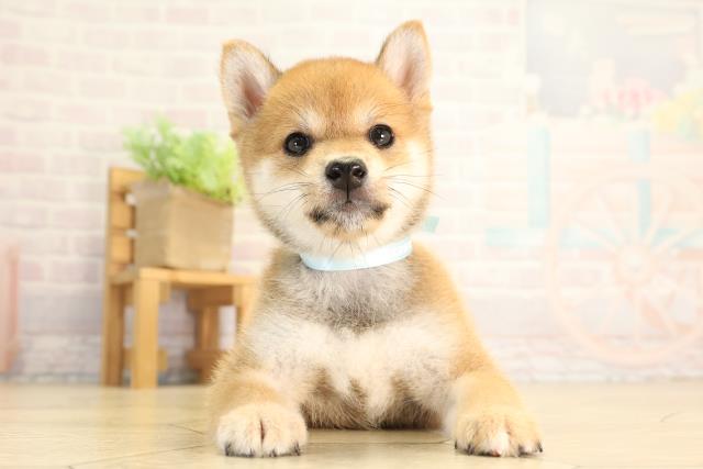 豆柴