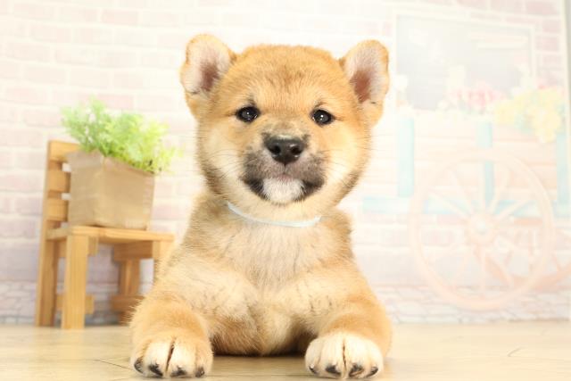 愛知県の柴犬(標準サイズ) (Coo&RIKU名古屋中川店/2026年8月9日生まれ/男の子/赤)の子犬の1枚目の画像