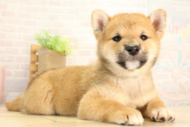 愛知県の柴犬(標準サイズ) (Coo&RIKU名古屋中川店/2026年8月9日生まれ/男の子/赤)の子犬の2枚目の画像
