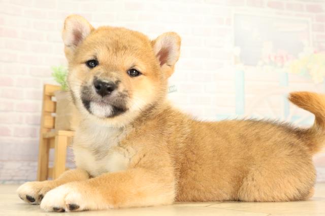 愛知県の柴犬(標準サイズ) (Coo&RIKU名古屋中川店/2026年8月9日生まれ/男の子/赤)の子犬の3枚目の画像