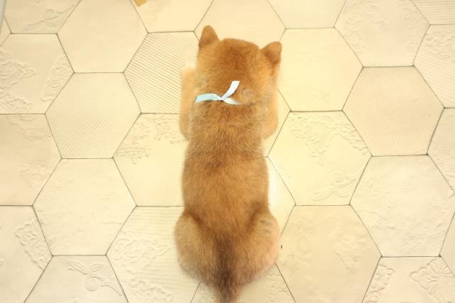 愛知県の柴犬(標準サイズ) (Coo&RIKU名古屋中川店/2026年8月9日生まれ/男の子/赤)の子犬の4枚目の画像