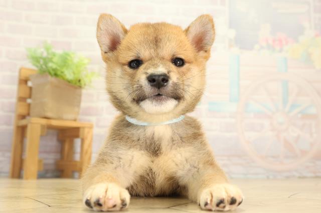 愛知県の柴犬(標準サイズ) (Coo&RIKU豊田店/2026年8月9日生まれ/男の子/赤)の子犬の1枚目の画像