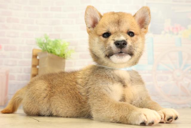 愛知県の柴犬(標準サイズ) (Coo&RIKU豊田店/2026年8月9日生まれ/男の子/赤)の子犬の2枚目の画像