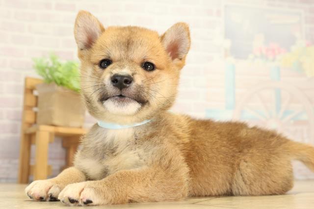 愛知県の柴犬(標準サイズ) (Coo&RIKU豊田店/2026年8月9日生まれ/男の子/赤)の子犬の3枚目の画像
