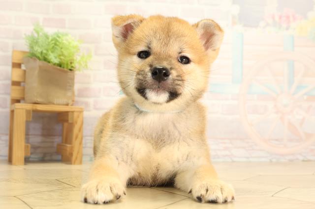 愛知県の柴犬(標準サイズ) (Coo&RIKU半田店/2026年8月9日生まれ/男の子/赤)の子犬の1枚目の画像