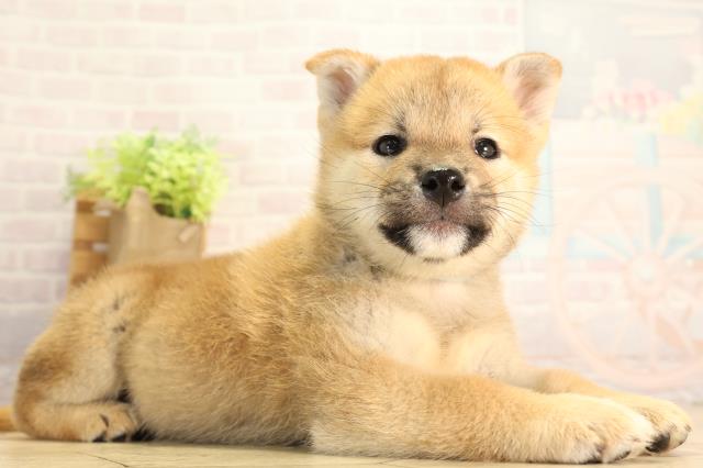 愛知県の柴犬(標準サイズ) (Coo&RIKU半田店/2026年8月9日生まれ/男の子/赤)の子犬の2枚目の画像