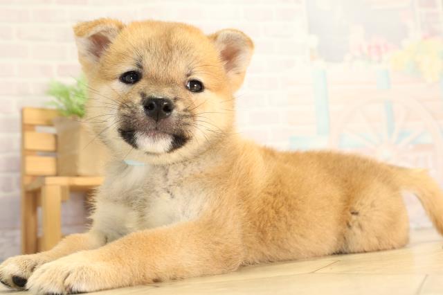 愛知県の柴犬(標準サイズ) (Coo&RIKU半田店/2026年8月9日生まれ/男の子/赤)の子犬の3枚目の画像