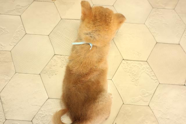 愛知県の柴犬(標準サイズ) (Coo&RIKU半田店/2026年8月9日生まれ/男の子/赤)の子犬の4枚目の画像