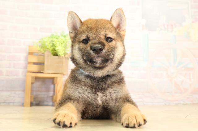 愛知県の柴犬(標準サイズ) (Coo&RIKU豊橋店/2026年8月9日生まれ/男の子/赤)の子犬の1枚目の画像