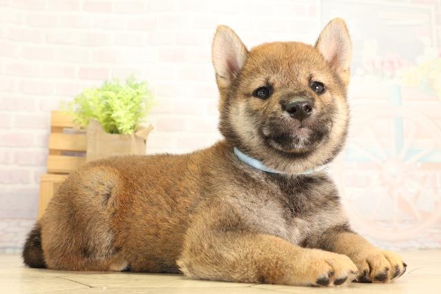 愛知県の柴犬(標準サイズ) (Coo&RIKU豊橋店/2026年8月9日生まれ/男の子/赤)の子犬の2枚目の画像