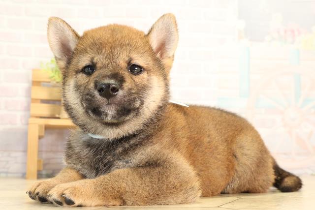 愛知県の柴犬(標準サイズ) (Coo&RIKU豊橋店/2026年8月9日生まれ/男の子/赤)の子犬の3枚目の画像