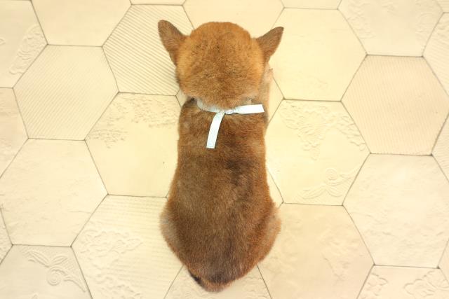 愛知県の柴犬(標準サイズ) (Coo&RIKU豊橋店/2026年8月9日生まれ/男の子/赤)の子犬の4枚目の画像
