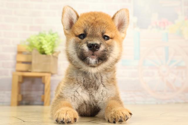 愛知県の柴犬(標準サイズ) (Coo&RIKU東海店/2026年8月9日生まれ/男の子/赤)の子犬の1枚目の画像