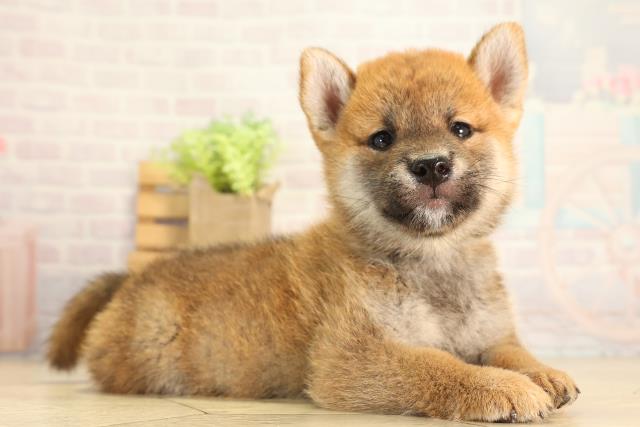 愛知県の柴犬(標準サイズ) (Coo&RIKU東海店/2026年8月9日生まれ/男の子/赤)の子犬の2枚目の画像