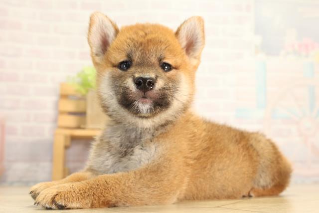 愛知県の柴犬(標準サイズ) (Coo&RIKU東海店/2026年8月9日生まれ/男の子/赤)の子犬の3枚目の画像