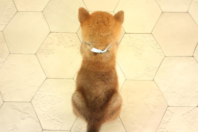 愛知県の柴犬(標準サイズ) (Coo&RIKU東海店/2026年8月9日生まれ/男の子/赤)の子犬の4枚目の画像