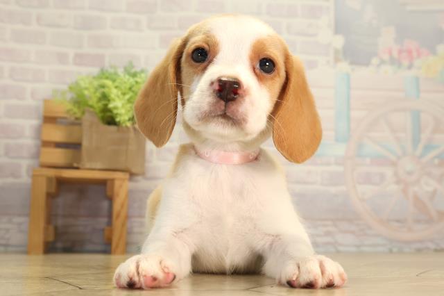 愛知県のビーグル (Coo&RIKU東海店/2026年8月8日生まれ/女の子/レモンホワイト)の子犬の1枚目の画像