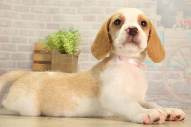 愛知県のビーグル (Coo&RIKU東海店/2026年8月8日生まれ/女の子/レモンホワイト)の子犬の2枚目の画像