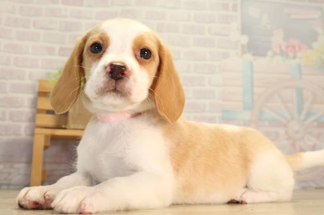 愛知県のビーグル (Coo&RIKU東海店/2026年8月8日生まれ/女の子/レモンホワイト)の子犬の3枚目の画像
