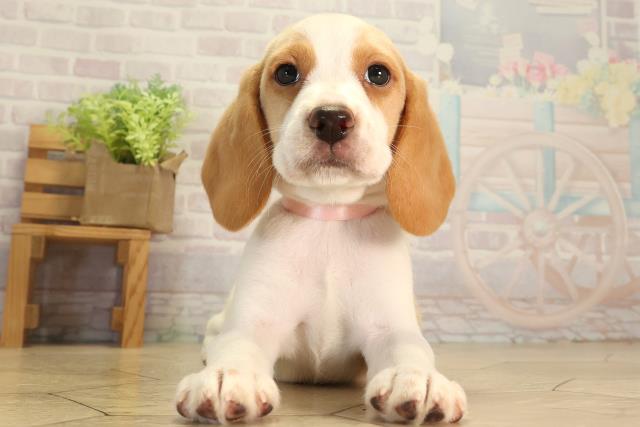 三重県のビーグル (Coo&RIKU津高茶屋店/2026年8月8日生まれ/女の子/レモンホワイト)の子犬の1枚目の画像