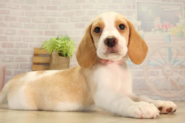 三重県のビーグル (Coo&RIKU津高茶屋店/2026年8月8日生まれ/女の子/レモンホワイト)の子犬の2枚目の画像