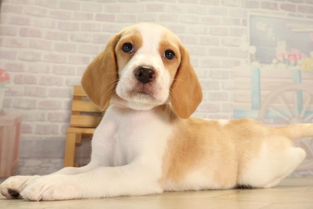 三重県のビーグル (Coo&RIKU津高茶屋店/2026年8月8日生まれ/女の子/レモンホワイト)の子犬の3枚目の画像