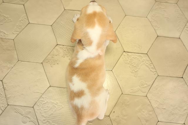 三重県のビーグル (Coo&RIKU津高茶屋店/2026年8月8日生まれ/女の子/レモンホワイト)の子犬の4枚目の画像