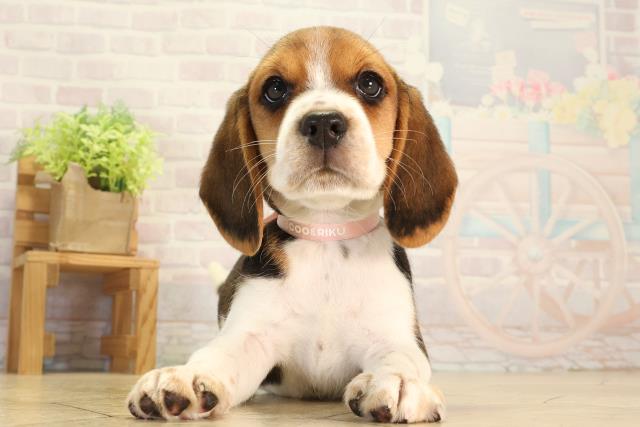 愛知県のビーグル (Coo&RIKU岡崎店/2026年8月8日生まれ/女の子/ブラックタンホワイト)の子犬の1枚目の画像
