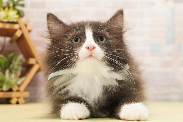 ノルウェージャン・フォレストキャット