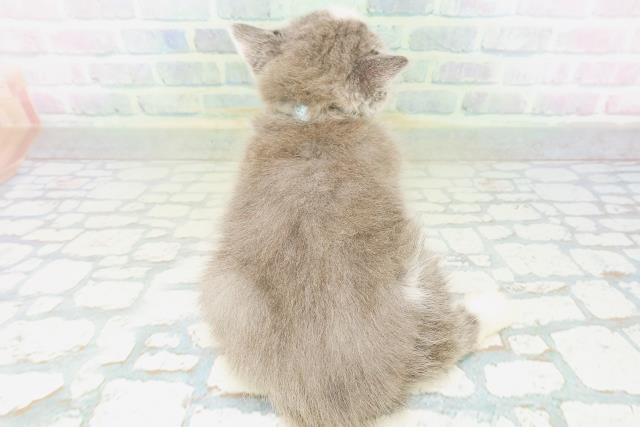 東京都のブリティッシュショートヘアー (Coo&RIKU武蔵小山店/2026年8月9日生まれ/男の子/ブルーホワイト)の子猫の4枚目の画像