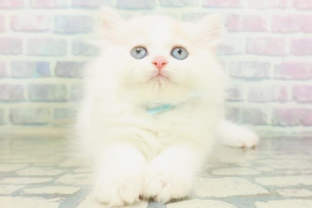 埼玉県のミヌエット (Coo&RIKU川越店/2026年8月9日生まれ/男の子/クリームホワイトバン)の子猫の1枚目の画像