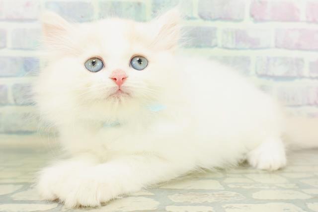 埼玉県のミヌエット (Coo&RIKU川越店/2026年8月9日生まれ/男の子/クリームホワイトバン)の子猫の2枚目の画像