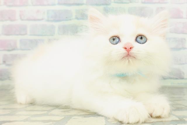 埼玉県のミヌエット (Coo&RIKU川越店/2026年8月9日生まれ/男の子/クリームホワイトバン)の子猫の3枚目の画像
