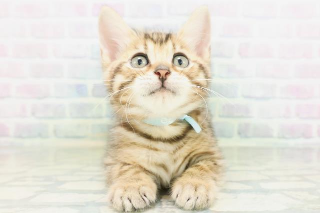 ジェネッタ