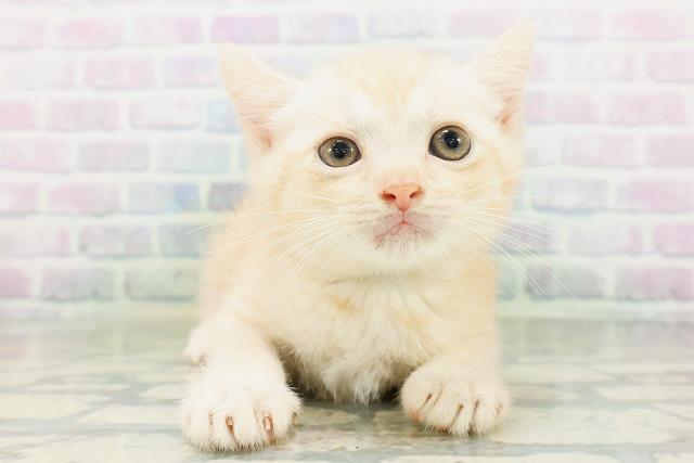 島根県のフォールデックス (Coo&RIKU出雲店/2026年8月9日生まれ/男の子/クリームタビー)の子猫の1枚目の画像