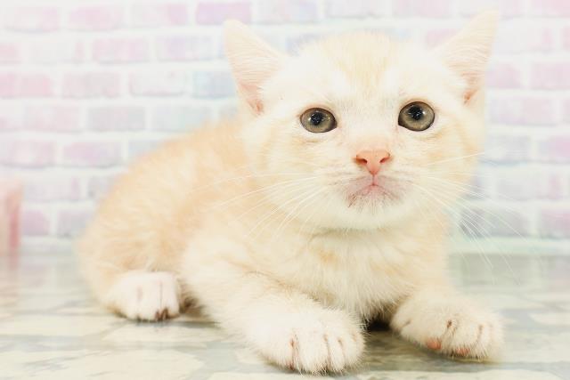 島根県のフォールデックス (Coo&RIKU出雲店/2026年8月9日生まれ/男の子/クリームタビー)の子猫の3枚目の画像
