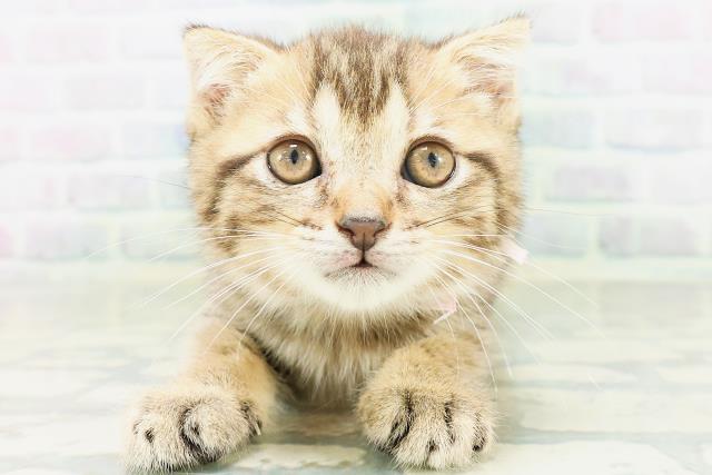 東京都のフォールデックス (Coo&RIKU下北沢店/2026年8月9日生まれ/女の子/ブラウンタビー)の子猫の1枚目の画像