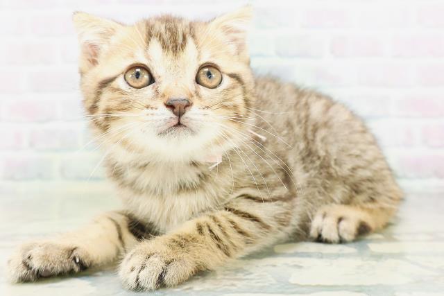 東京都のフォールデックス (Coo&RIKU下北沢店/2026年8月9日生まれ/女の子/ブラウンタビー)の子猫の2枚目の画像