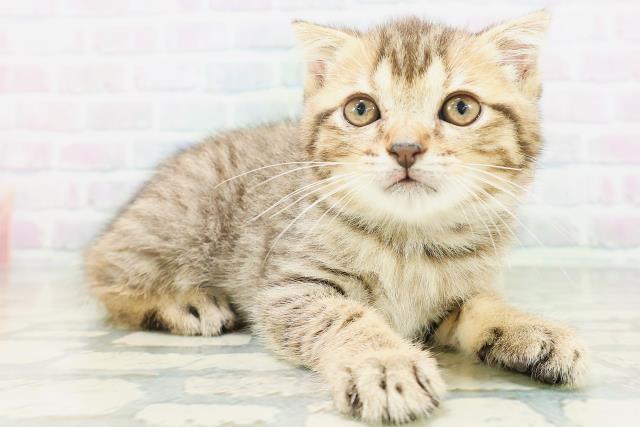 東京都のフォールデックス (Coo&RIKU下北沢店/2026年8月9日生まれ/女の子/ブラウンタビー)の子猫の3枚目の画像