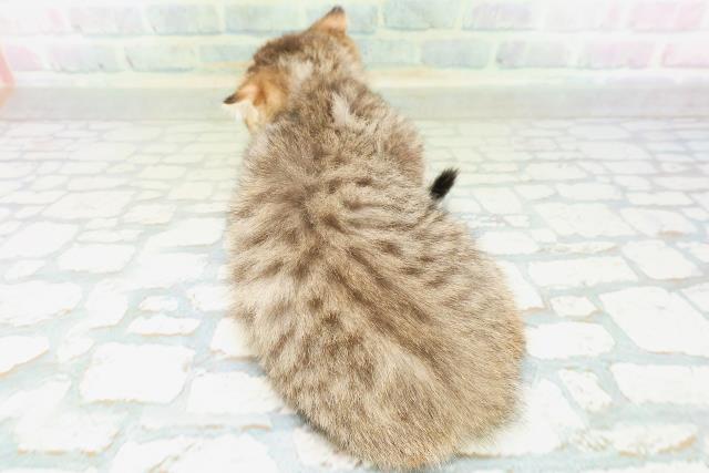 東京都のフォールデックス (Coo&RIKU下北沢店/2026年8月9日生まれ/女の子/ブラウンタビー)の子猫の4枚目の画像